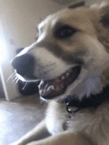 a close up of a dog with its mouth open and a black collar