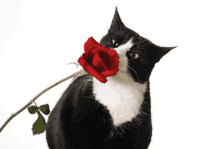 the cat is holding a red rose in its mouth .