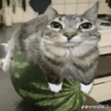 a cat is sitting on a watermelon on a kitchen counter .