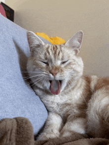 a cat with its tongue hanging out yawning