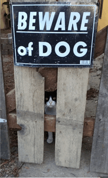 a black and white cat is peeking out from behind a sign that says beware of dog