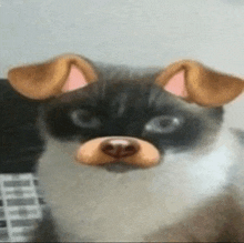 a close up of a cat wearing a dog 's face filter .