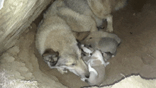 a group of puppies are nursing from their mother 's breast