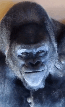 a close up of a gorilla 's face with a smile on his face