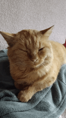 a cat is laying on a blanket with its eyes closed