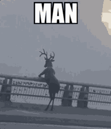 a deer is standing on its hind legs on a bridge with the word man above it