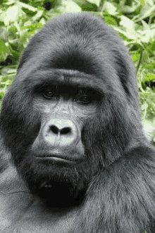 a close up of a gorilla 's face in the wild