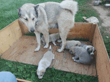 a dog and her puppies are in a wooden box with a label that says ' a / a ' on it