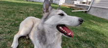 a dog laying in the grass with its tongue out