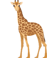 a giraffe is standing on a white background and looks at the camera