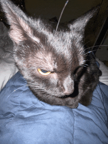 a black cat laying on a blue blanket looking at the camera