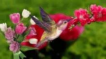 a hummingbird is perched on a flower branch