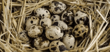 a nest filled with quail eggs is sitting on a pile of hay .