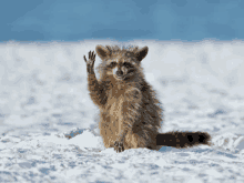 a raccoon is sitting in the snow and waving at the camera