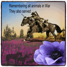 a poster that says remembering all animals in war