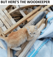 a kitten is laying on a pile of wood and the caption says but here 's the woodkeeper