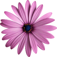 a close up of a purple flower with a blue center on a white background