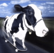 a black and white cow is riding a skateboard on a road .