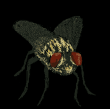 a drawing of a fly with red eyes