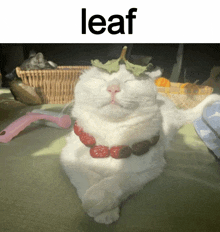 a cat with a leaf on its head and the word leaf above it