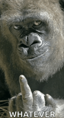 a gorilla giving the middle finger with the word whatever underneath