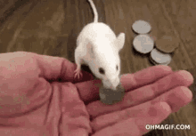 a white mouse is eating a coin from a hand .