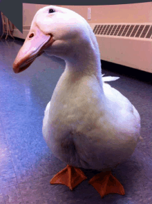 a white duck is standing on a tiled floor