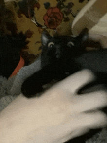 a black cat is being petted by a person