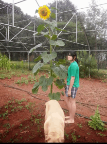 a girl in a green shirt stands next to a dog and a sunflower