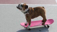 a bulldog standing on a pink skateboard