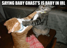 two cats are fighting each other on a table with a caption that says `` saying baby ghost is baby in irl '' .