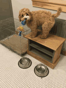 a brown dog standing on a wooden shelf next to two metal bowls