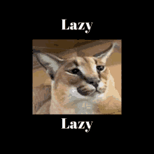 a close up of a cat with the words lazy lazy below it