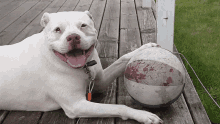 a white dog laying on a wooden deck with a beach ball