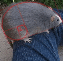 a rat is sitting on a person 's lap with a golden circle around it