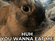 a picture of a rabbit with the words huh you wanna eat me