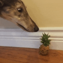 a dog sniffing a pineapple on the floor