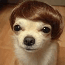 a small dog wearing a wig on its head is sitting on a wooden floor .