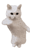 a white cat is standing on its hind legs with its paws outstretched .