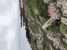 pink flowers are growing on a rocky cliff overlooking the ocean