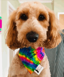 a close up of a dog wearing a tie dye bandana that says groom