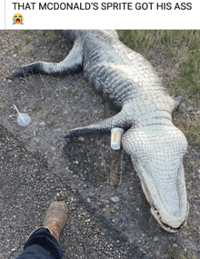 a person standing next to a large alligator with a mcdonald 's sprite can on it