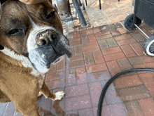 a brown and white dog standing on a brick sidewalk looking at the camera