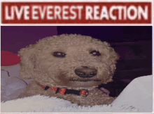 a picture of a dog with a sign that says live everest reaction above it