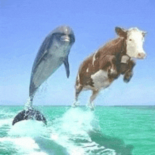 a dolphin and a cow are surfing in the ocean .