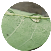 a green leaf with a water drop on it