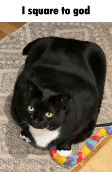 a black and white cat laying on a rug with the words i square to god below it