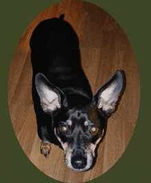 a small black dog laying on the floor looking up at the camera