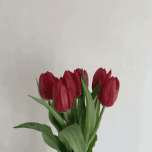 a bunch of red flowers with green leaves on a white background