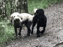 a black dog and a white dog are walking on a dirt path